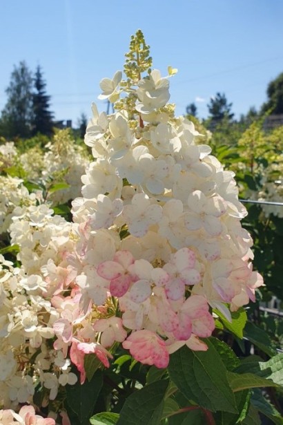 Гортензия метельчатая Канделайт